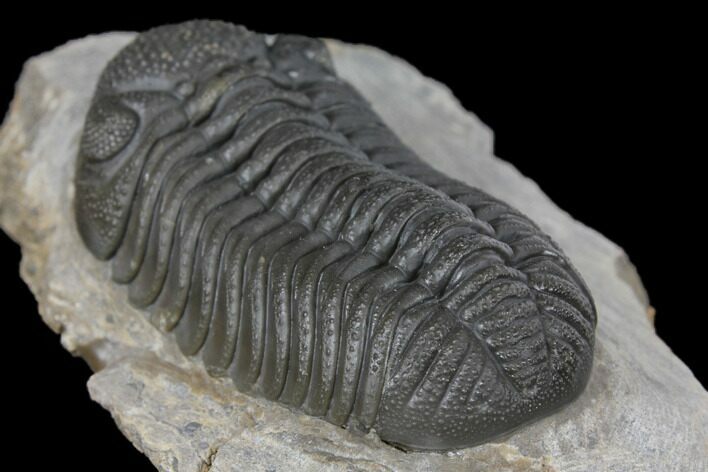 Detailed Morocops Trilobite - Ofaten, Morocco #125993